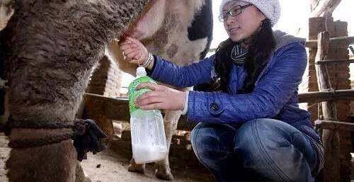 在农村养一头奶牛一年有多少收入呢？