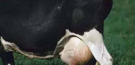 在农村养一头奶牛一年有多少收入呢？