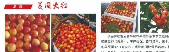 吉塞拉矮化美国大红樱桃苗价格 美国大红樱桃苗的品种特点