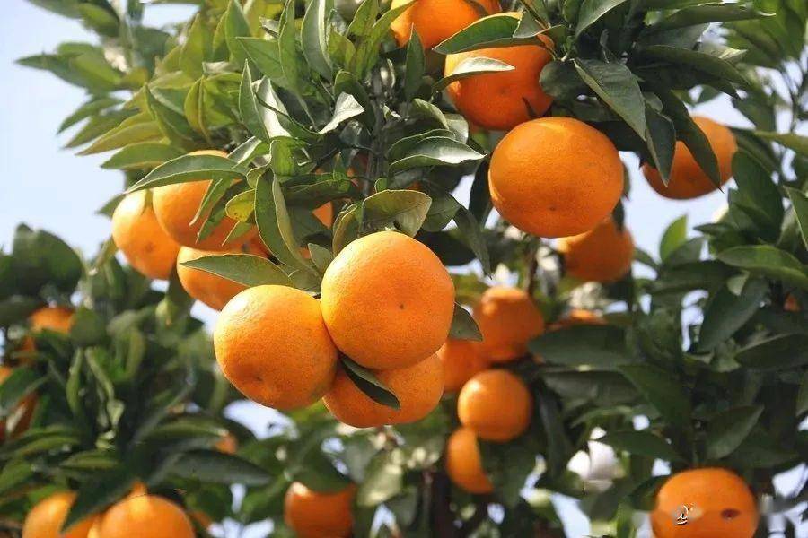 我的家乡，桔子红了