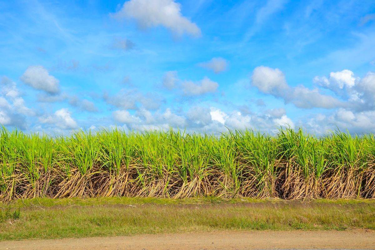 炒掉英女王后，巴巴多斯开始清算旧账，有保守党议员来自贩奴世家