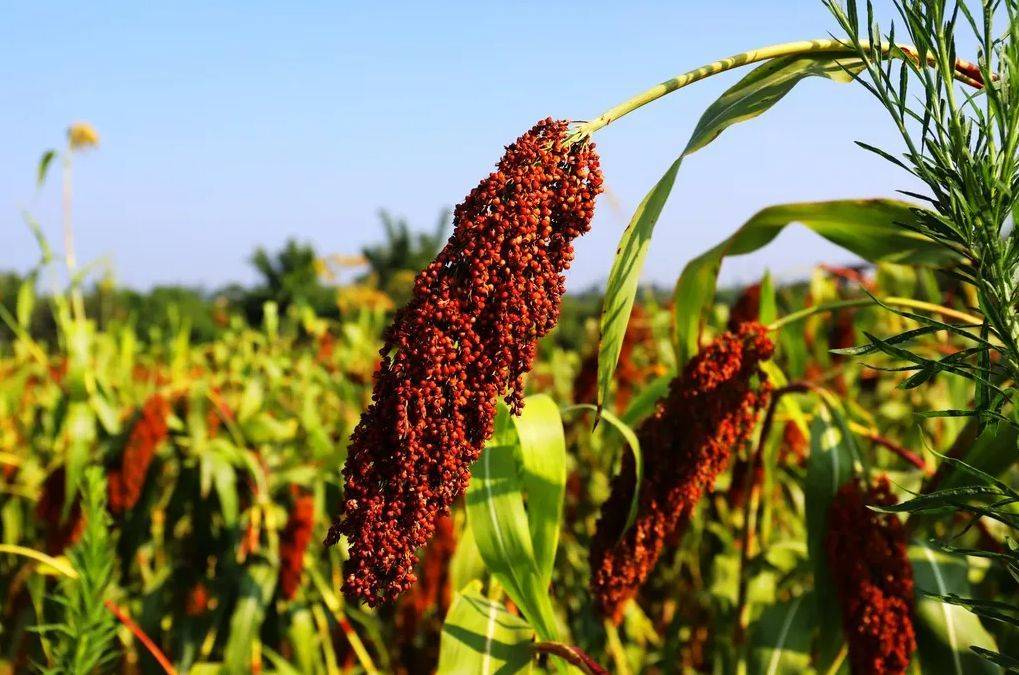 1996年，河南老李买了2箱茅台，如今有人出20万都不卖，咋回事？