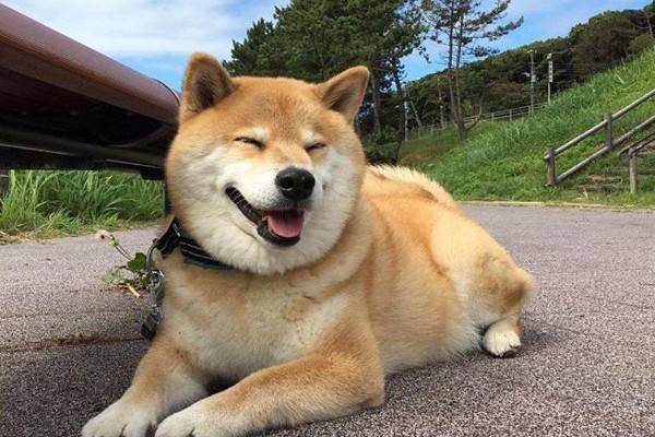 狗狗犬瘟的症状表现？狗狗得了犬瘟自救方法