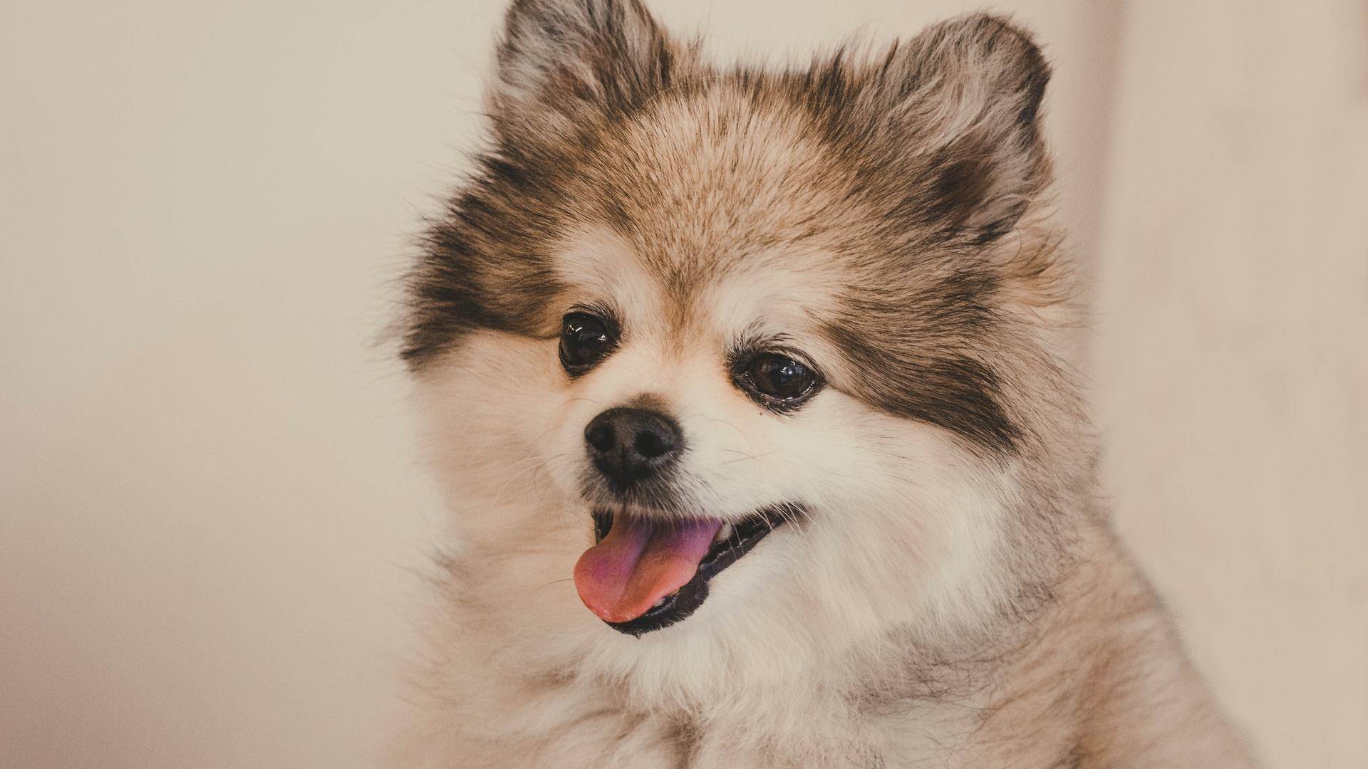 狗狗犬瘟的症状表现？狗狗得了犬瘟自救方法