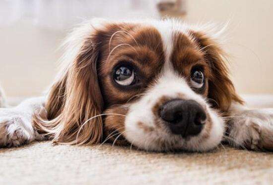 狗狗犬瘟的症状表现？狗狗得了犬瘟自救方法