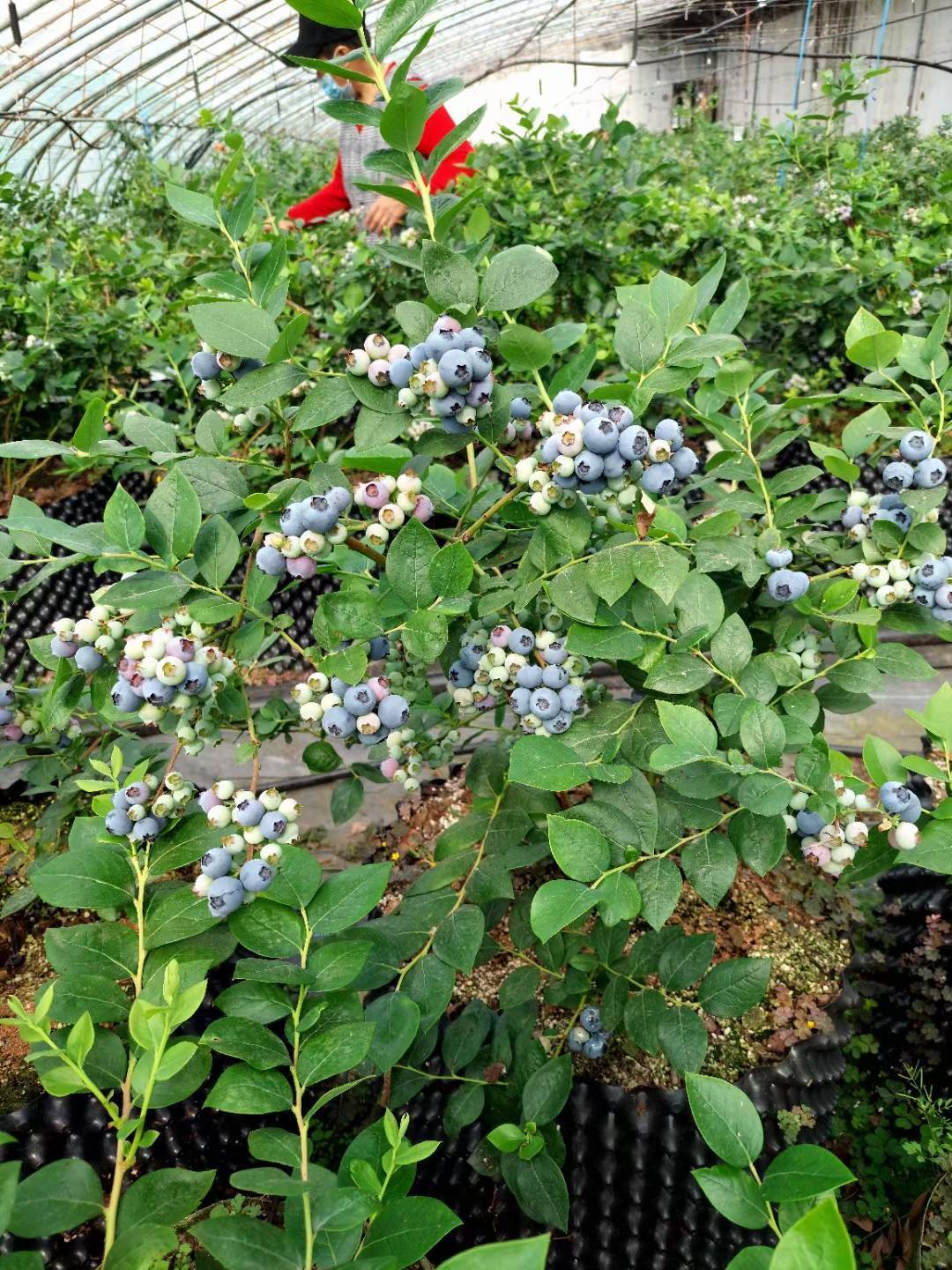 莱宝蓝莓苗正确施肥技术 临沂莱宝蓝莓苗新价格