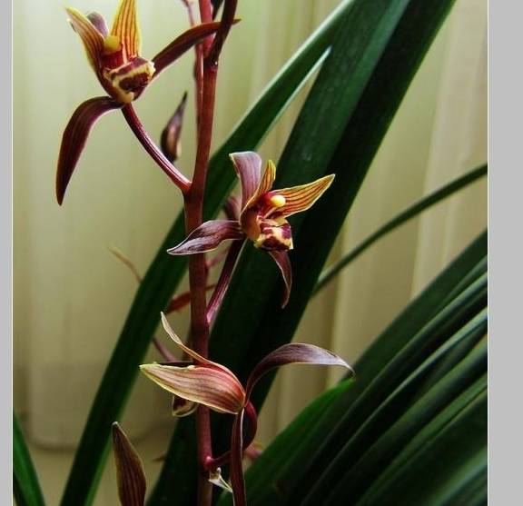 秋末冬初为盆栽兰花叶片喷水需要注意什么