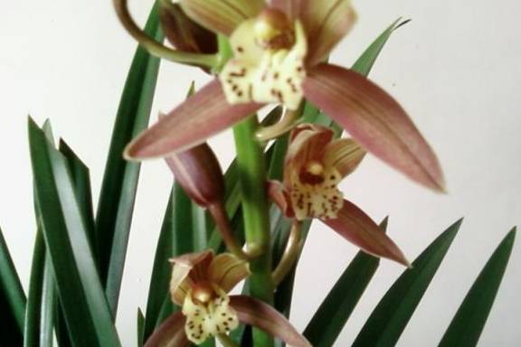 秋末冬初为盆栽兰花叶片喷水需要注意什么