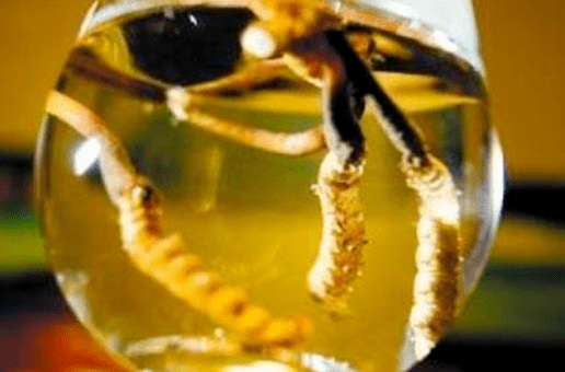 冬虫夏草，为何被欧洲人称为“东方神草”