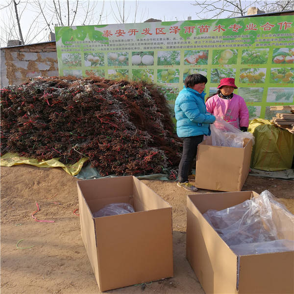 云南嫁接红提葡萄苗价格 栽植红提葡萄苗前景分析
