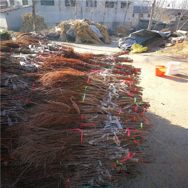 云南嫁接红提葡萄苗价格 栽植红提葡萄苗前景分析