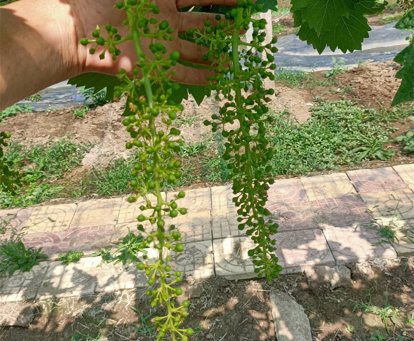 云南嫁接红提葡萄苗价格 栽植红提葡萄苗前景分析