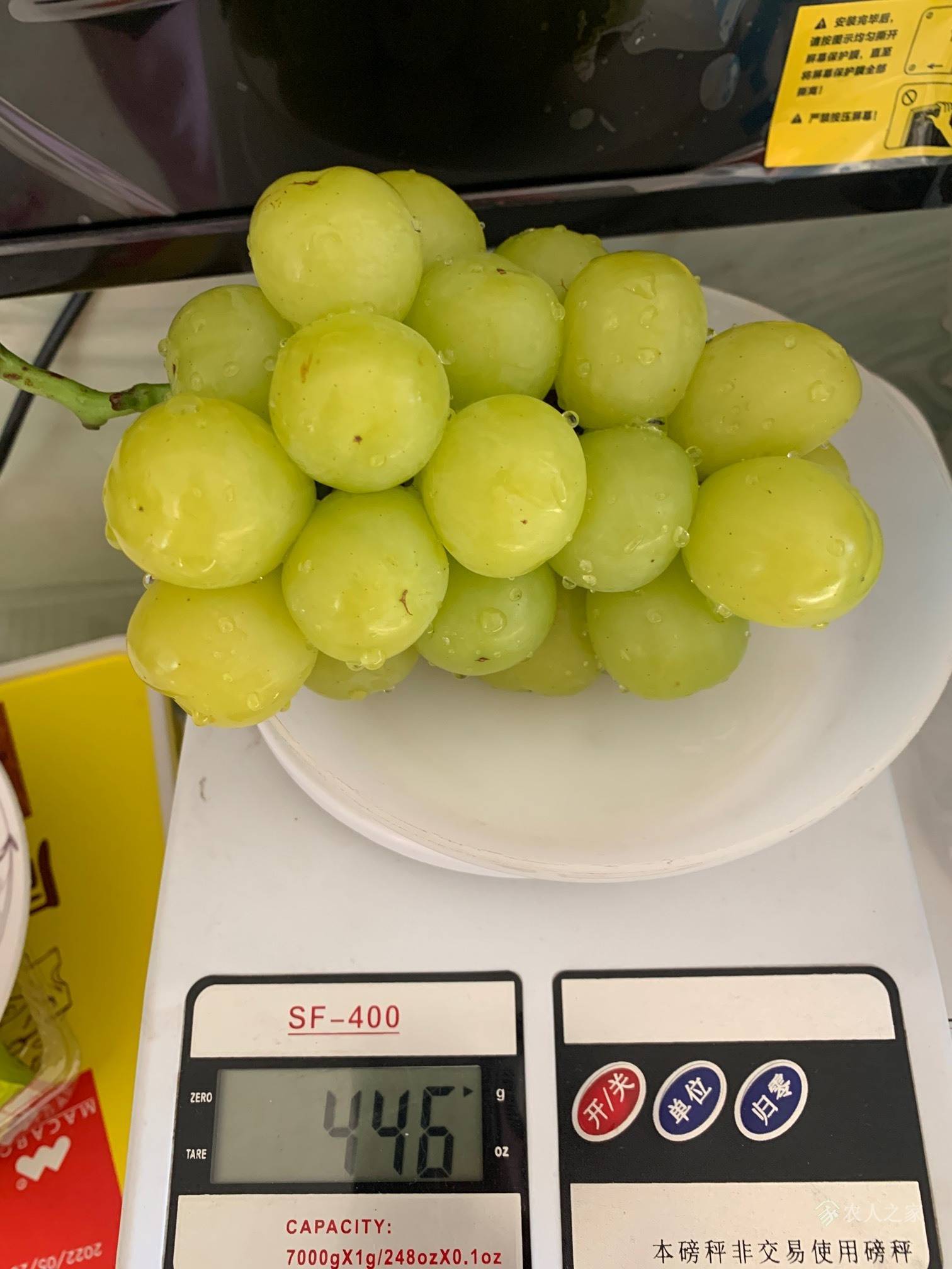 云南嫁接红提葡萄苗价格 栽植红提葡萄苗前景分析