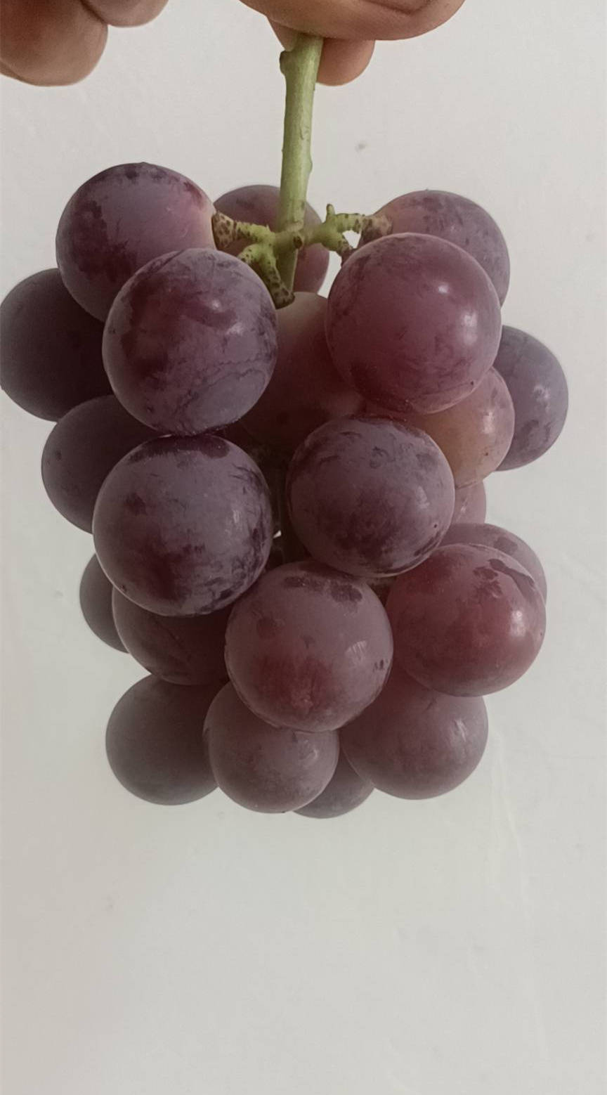 云南嫁接红提葡萄苗价格 栽植红提葡萄苗前景分析