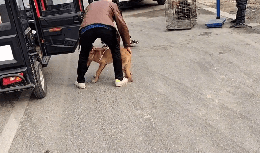 瘦马犬在三轮车里可怜巴巴地看着大叔，可最后还是350块被卖给了狗贩子