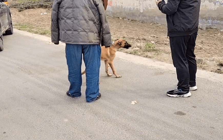 瘦马犬在三轮车里可怜巴巴地看着大叔，可最后还是350块被卖给了狗贩子