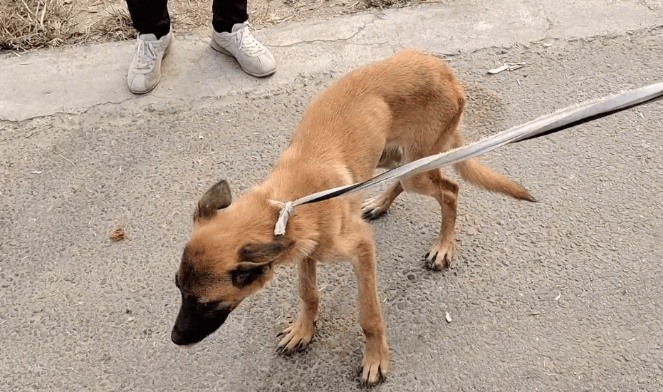 瘦马犬在三轮车里可怜巴巴地看着大叔，可最后还是350块被卖给了狗贩子