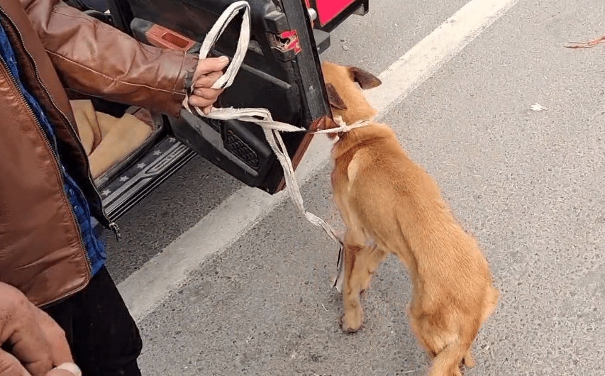 瘦马犬在三轮车里可怜巴巴地看着大叔，可最后还是350块被卖给了狗贩子