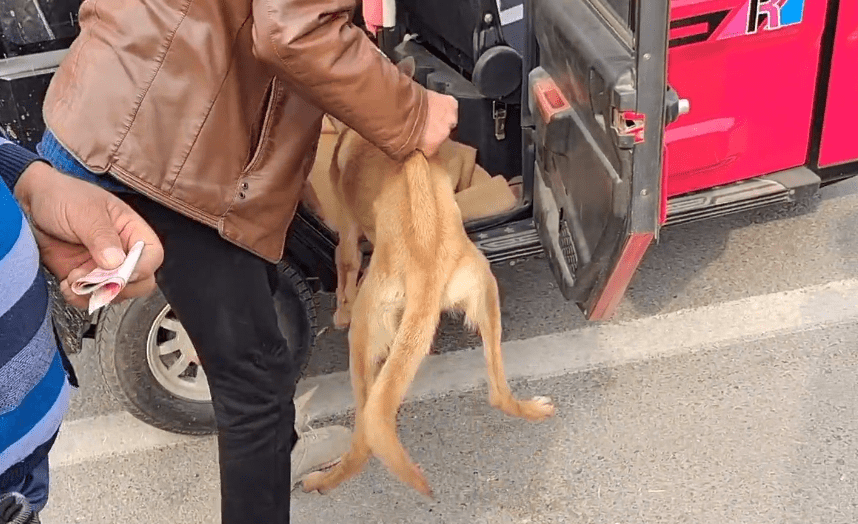 瘦马犬在三轮车里可怜巴巴地看着大叔，可最后还是350块被卖给了狗贩子