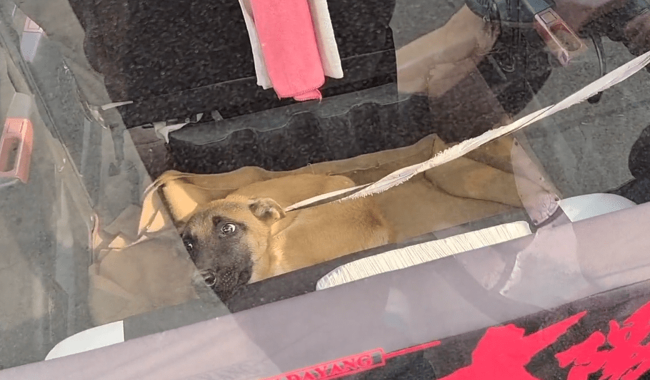 瘦马犬在三轮车里可怜巴巴地看着大叔，可最后还是350块被卖给了狗贩子