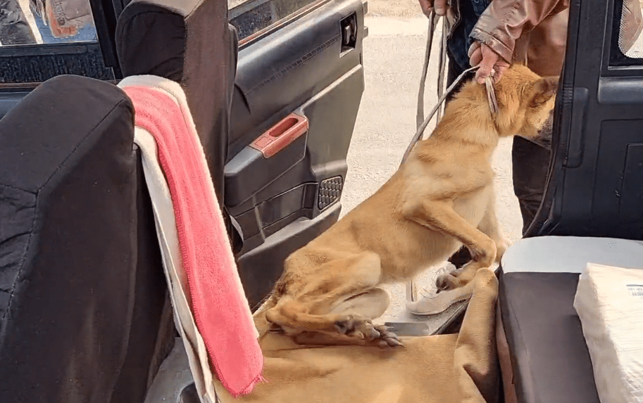 瘦马犬在三轮车里可怜巴巴地看着大叔，可最后还是350块被卖给了狗贩子