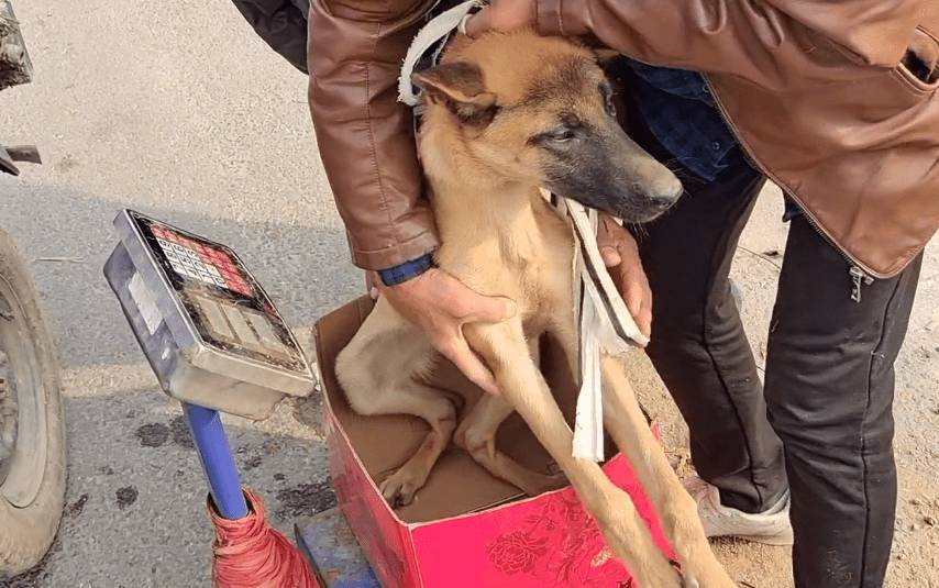 瘦马犬在三轮车里可怜巴巴地看着大叔，可最后还是350块被卖给了狗贩子