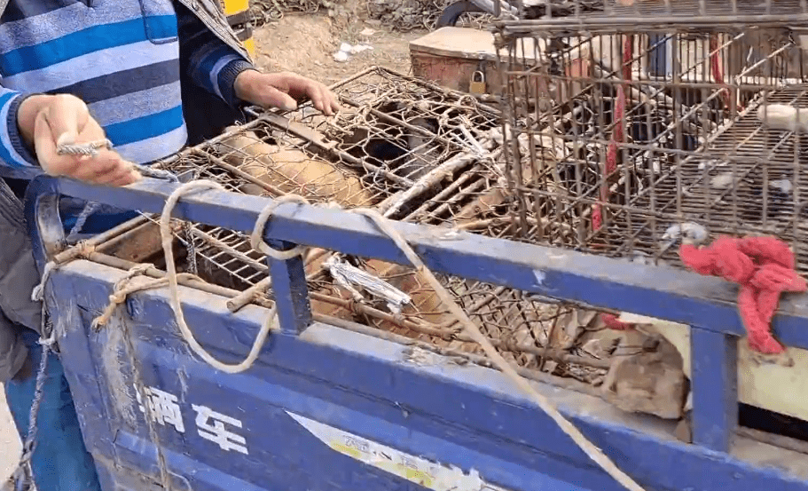 瘦马犬在三轮车里可怜巴巴地看着大叔，可最后还是350块被卖给了狗贩子