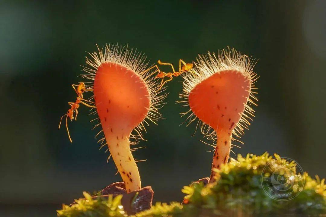 2022波黑第五届概念数码照片国际摄影展览（截稿：12月1日）