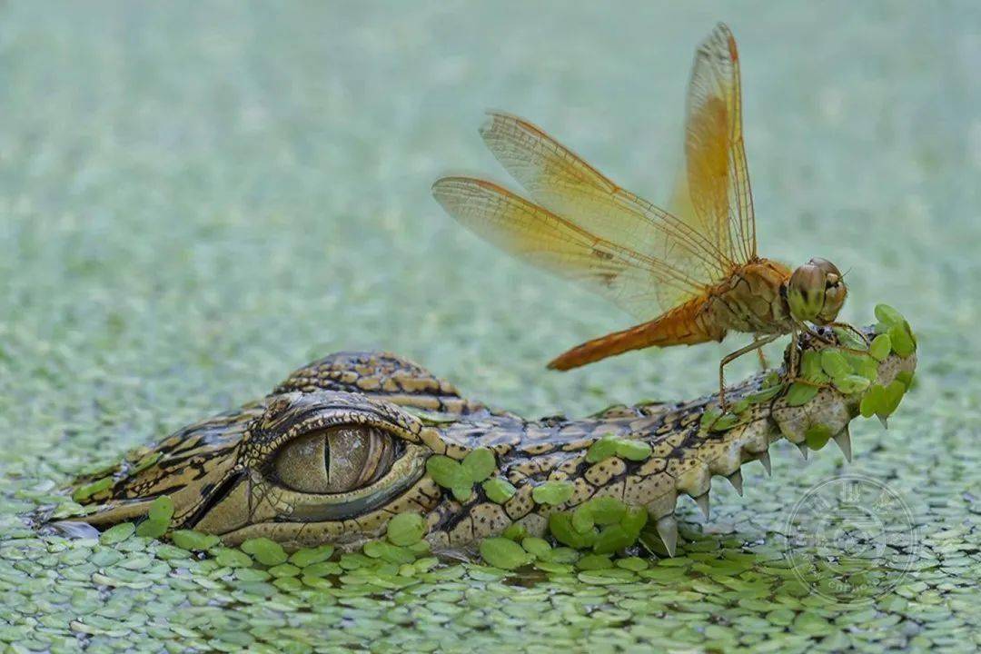 2022波黑第五届概念数码照片国际摄影展览（截稿：12月1日）