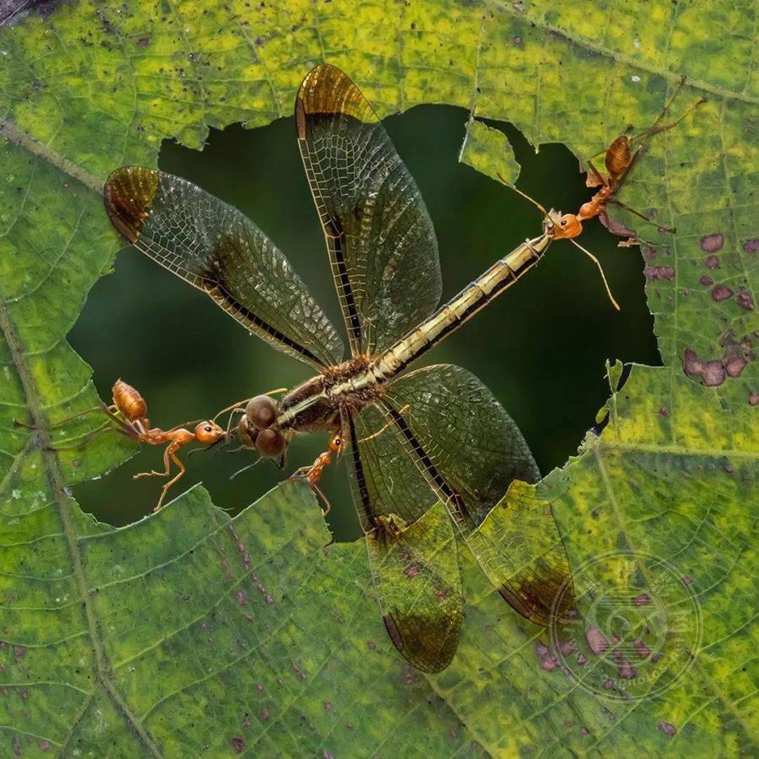 2022波黑第五届概念数码照片国际摄影展览（截稿：12月1日）