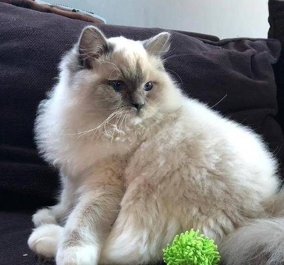 猫狗玩具批发要不要分开？