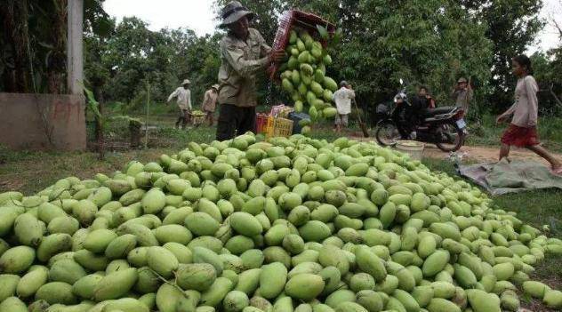 往年的“贵族水果”，如今滞销50万斤，农民疑惑：咋没人买？