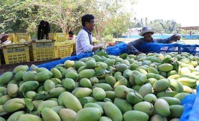 往年的“贵族水果”，如今滞销50万斤，农民疑惑：咋没人买？