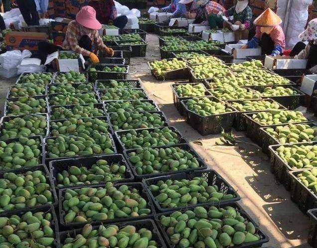 往年的“贵族水果”，如今滞销50万斤，农民疑惑：咋没人买？