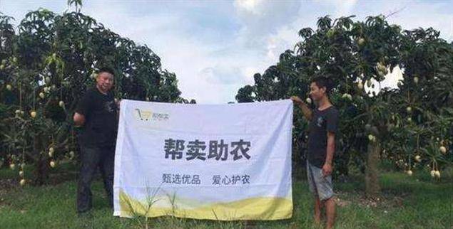 往年的“贵族水果”，如今滞销50万斤，农民疑惑：咋没人买？