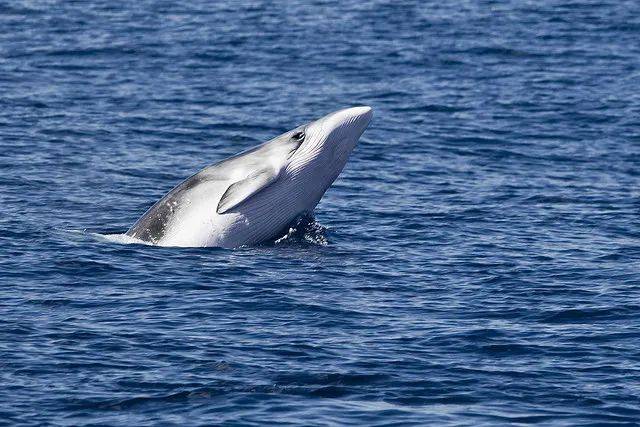 不顾广泛抗议！日本街头铺设“鲸鱼肉自动贩卖机”