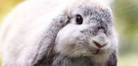 兔子种类的荷兰垂耳兔性格特征 习性特征介绍