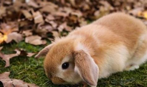 兔子种类的荷兰垂耳兔性格特征 习性特征介绍
