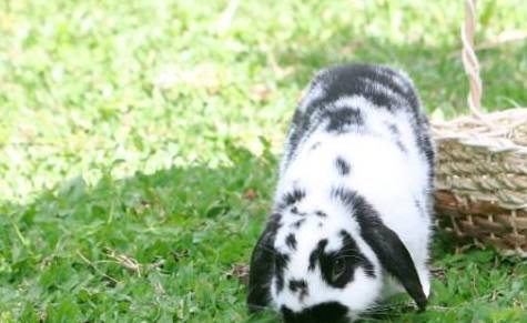 兔子种类的荷兰垂耳兔性格特征 习性特征介绍