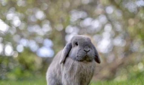 兔子种类的荷兰垂耳兔性格特征 习性特征介绍