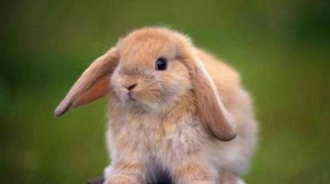 兔子种类的荷兰垂耳兔性格特征 习性特征介绍