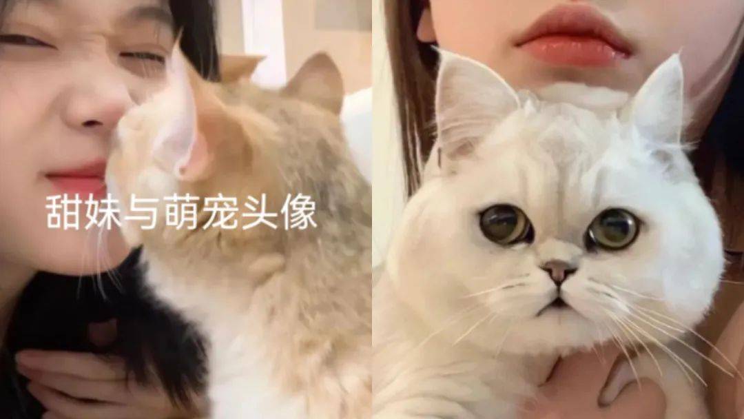 怎么一夜之间，刘亦菲头像刷屏半个朋友圈