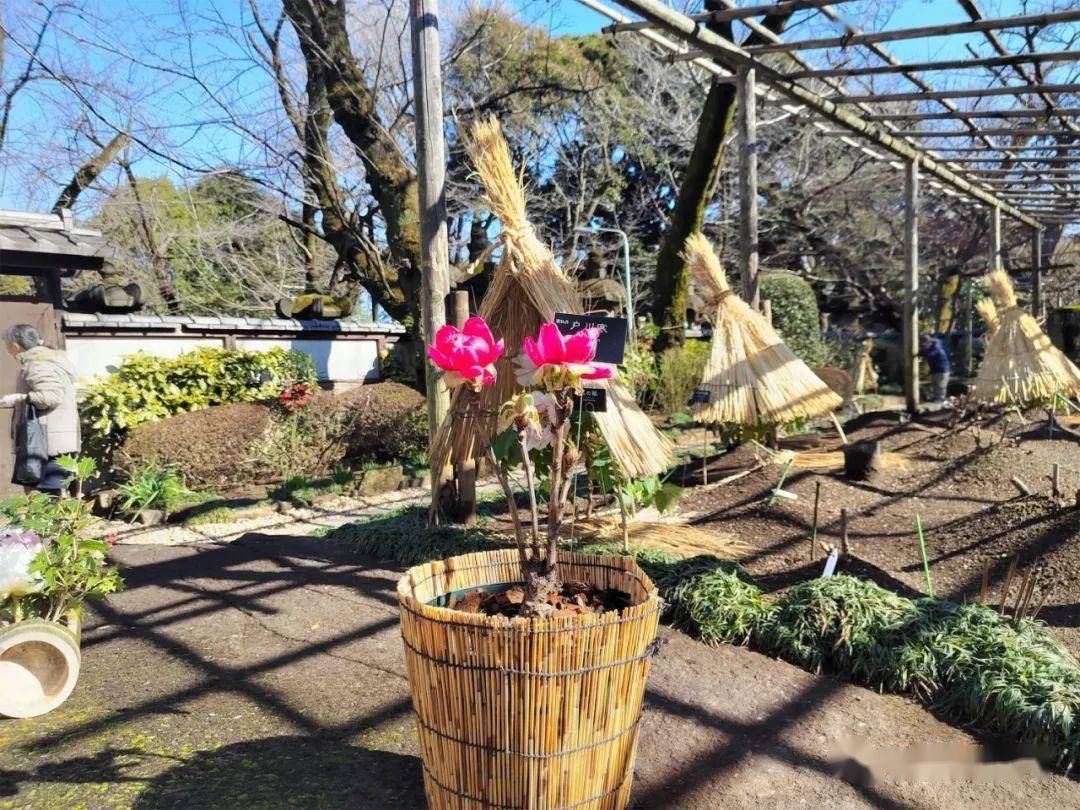 商用多肉植物切花欧美上市 日本东照宫冬季牡丹节 研究显示染色对植物无害 | 每周国际花讯
