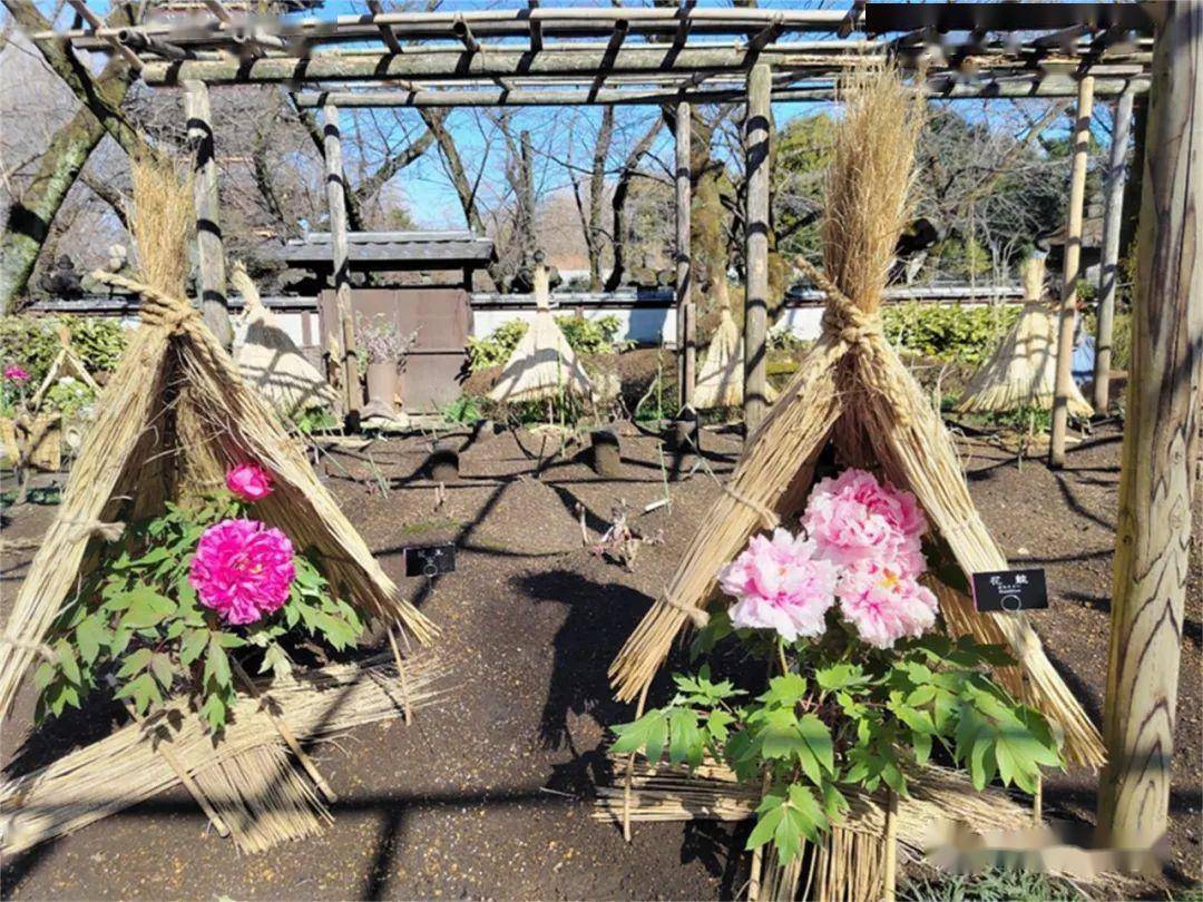 商用多肉植物切花欧美上市 日本东照宫冬季牡丹节 研究显示染色对植物无害 | 每周国际花讯