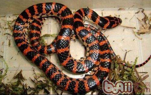 一圈红一圈黑蛇是什么蛇，有毒吗？