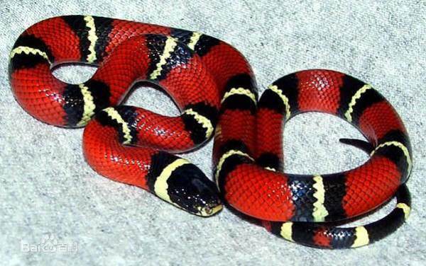 一圈红一圈黑蛇是什么蛇，有毒吗？