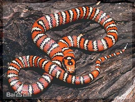 一圈红一圈黑蛇是什么蛇，有毒吗？