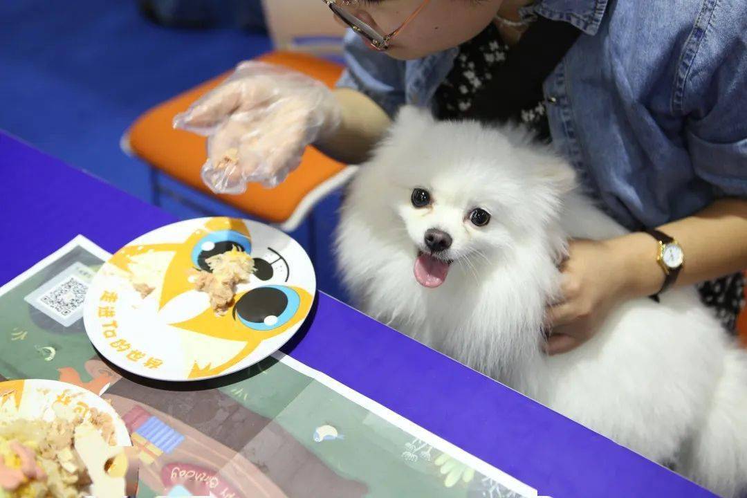 深宠展回顾丨萌宠派对圆满收官，欢趣绽放！