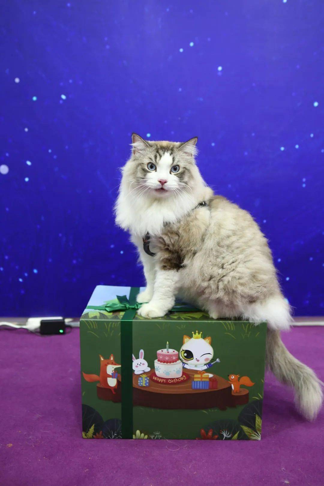 深宠展回顾丨萌宠派对圆满收官，欢趣绽放！