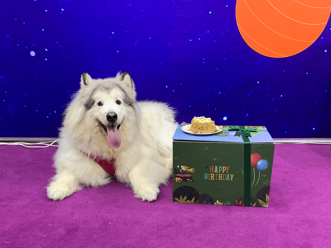 深宠展回顾丨萌宠派对圆满收官，欢趣绽放！